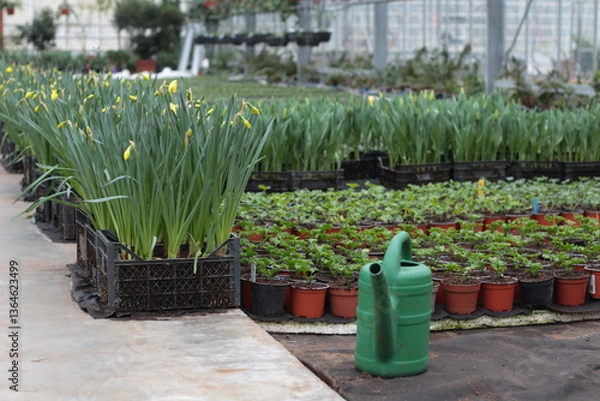 Fototapeta A bright and flourishing greenhouse in spring, filled with vibrant blooming flowers. Sunlight streams through the glass, creating a warm and inviting atmosphere. A perfect image for gardening blogs
