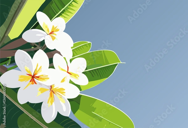 Obraz White frangipani flowers under blue sky.
