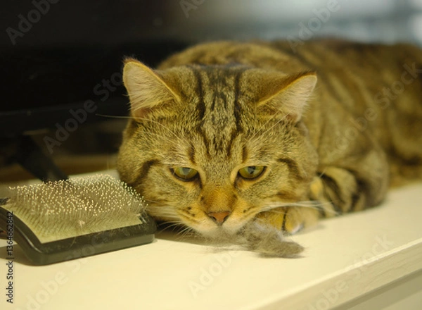Fototapeta cat hair brush,Cat with a pile of fur and a brush for collecting fur