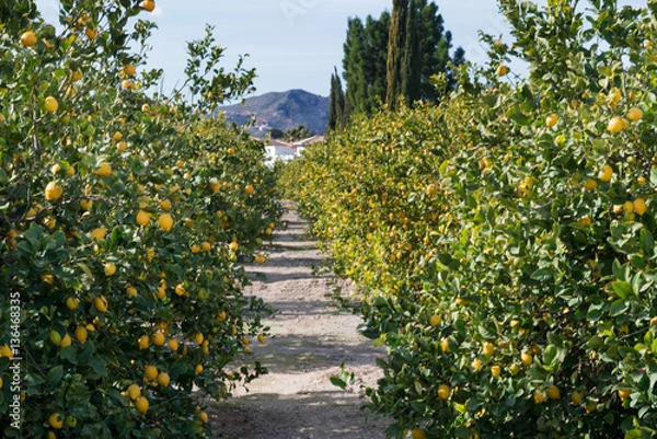 Obraz lemon grove