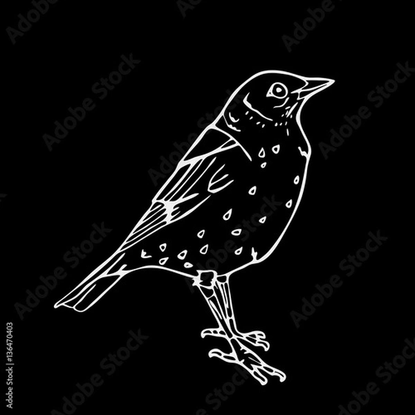 Obraz Hand-drawn pencil graphics, small bird. Engraving, stencil style.