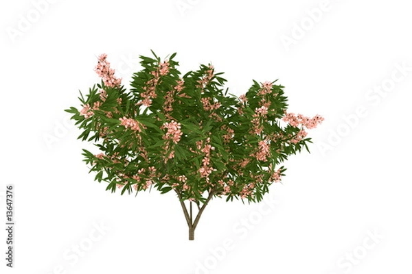 Obraz blooming oleander tree