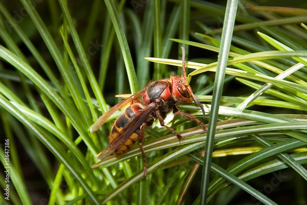 Obraz Vespa crabro