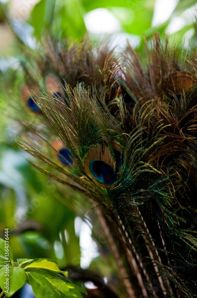 Fototapeta Close-up of peacock feathers with vibrant eye patterns


