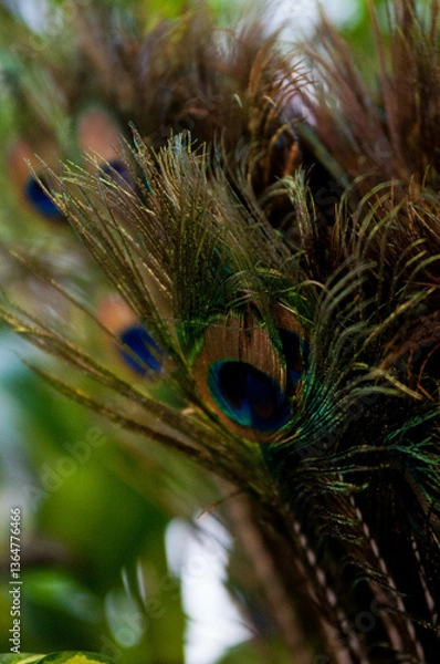Fototapeta Close-up of peacock feathers with vibrant eye patterns

