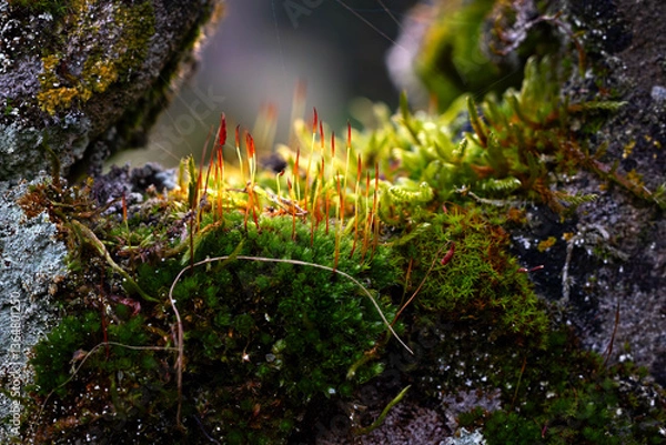 Obraz moss on the rocks