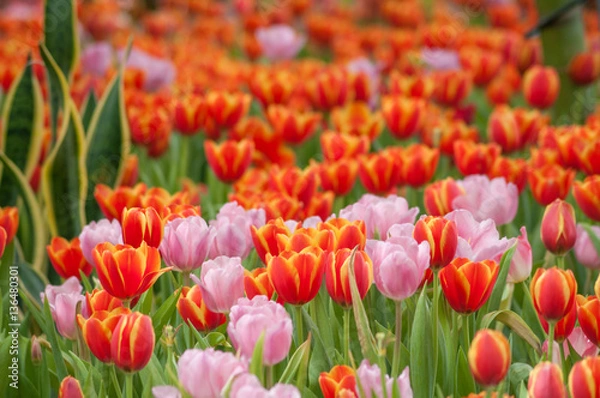 Obraz Full bloomed red and pink tulips in a park