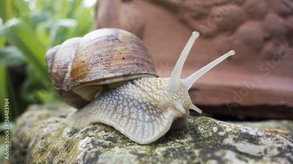 Obraz Escargot dans sa coquille