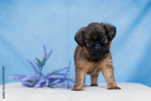 Fototapeta Petit Brabanson puppies on a monochrome background