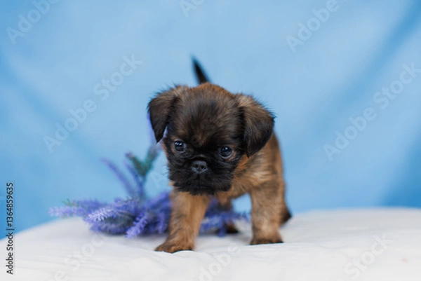 Fototapeta Petit Brabanson puppies on a monochrome background