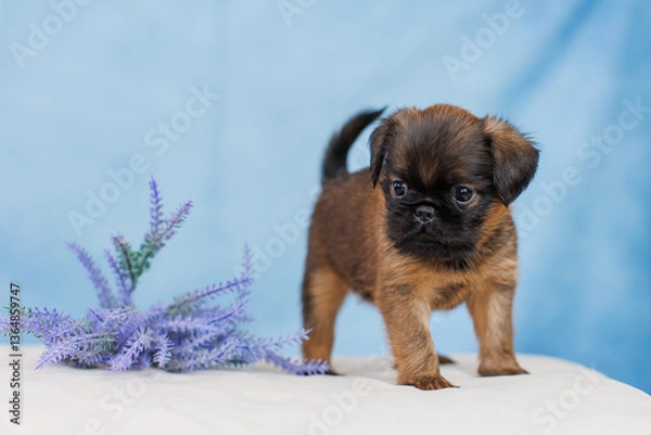 Fototapeta Petit Brabanson puppies on a monochrome background