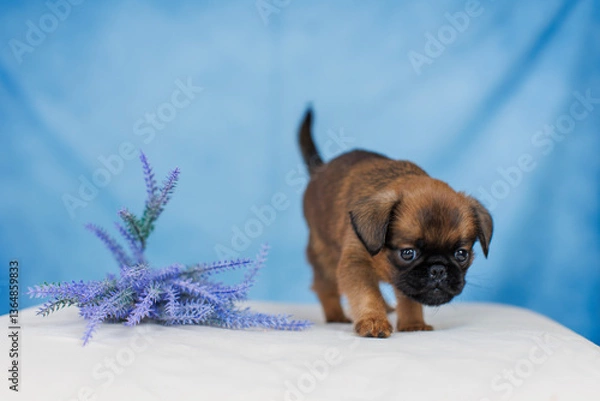Fototapeta Petit Brabanson puppies on a monochrome background