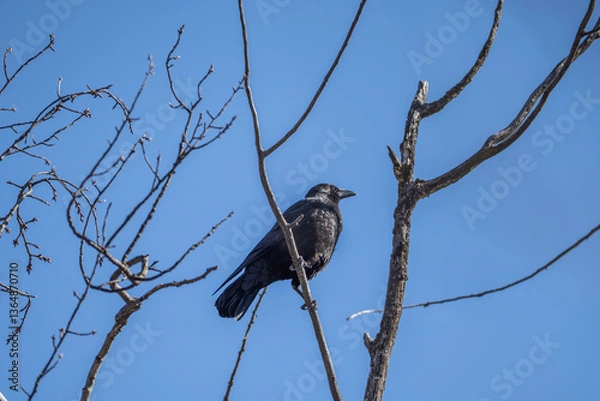 Obraz Portrait einer Krähe