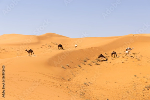 Obraz Camels run through the red sand desert in Saudi Arabia