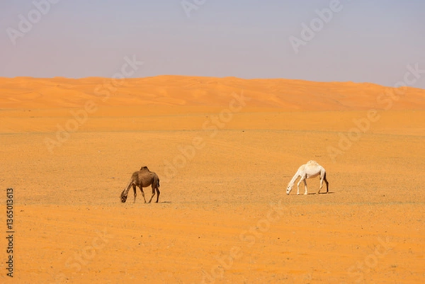 Obraz Camels run through the red sand desert in Saudi Arabia