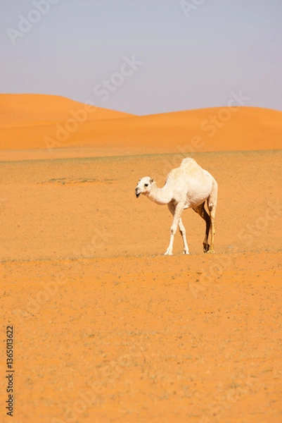 Obraz A Camel run through the red sand desert in Saudi Arabia