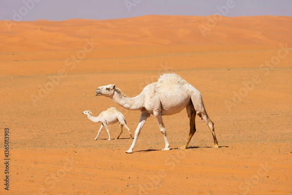 Fototapeta Camels run through the red sand desert in Saudi Arabia