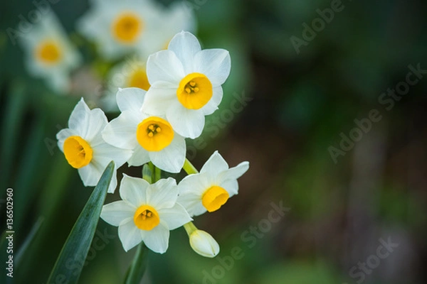 Obraz スイセン（水仙）