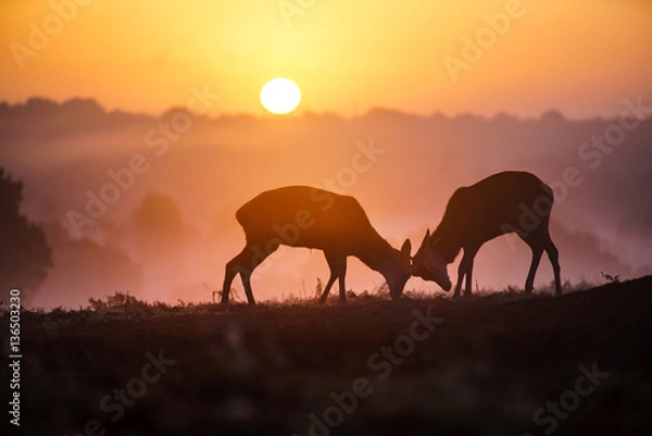 Obraz Deers in Richmond Park