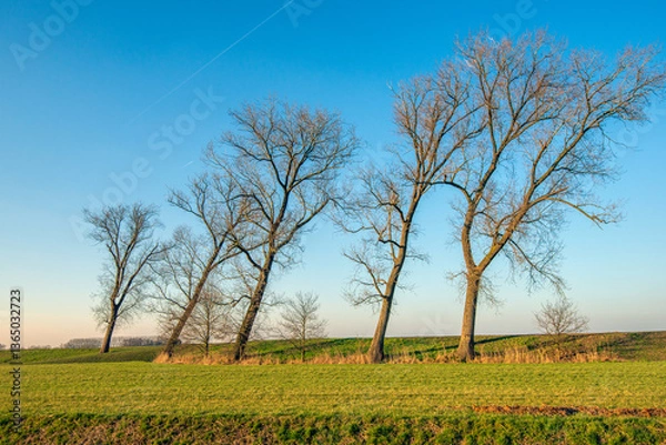 Fototapeta Leaning bare trees contrasting against a blue sky. The photo was taken in an agricultural area on a sunny day in the Dutch winter season.