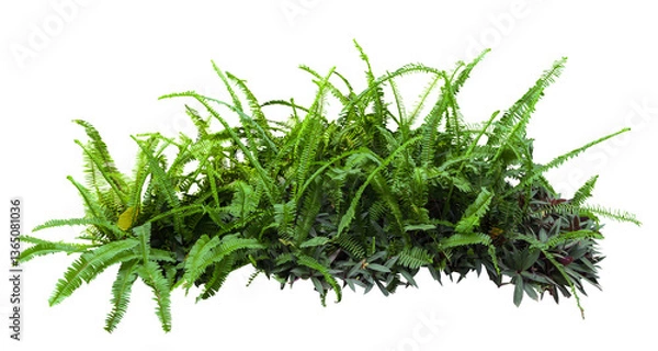 Fototapeta Tropical plant fern bush shrub tree isolated on white background with clipping path.