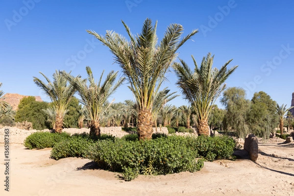 Obraz The oasis of Al Ula in Saudi Arabia