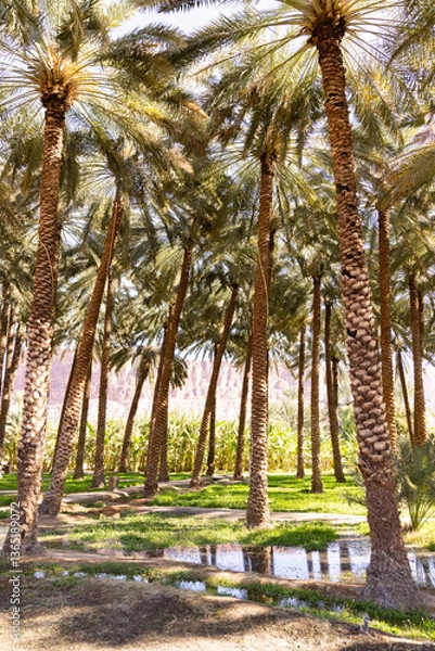Obraz The oasis of Al Ula in Saudi Arabia