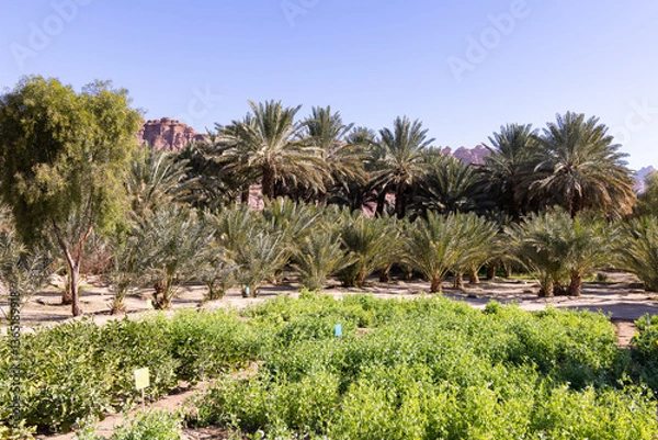 Obraz The oasis of Al Ula in Saudi Arabia