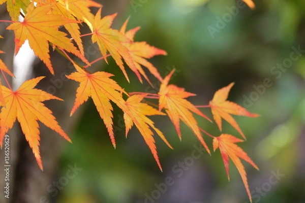 Fototapeta 日本のもみじ