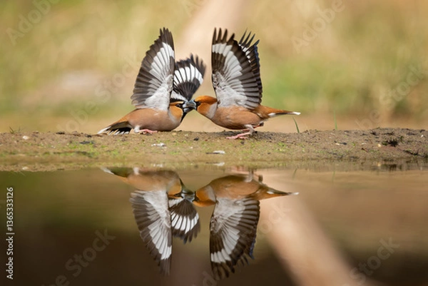Obraz hawfinches fighting 