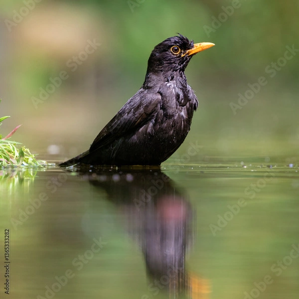 Obraz common blackbird