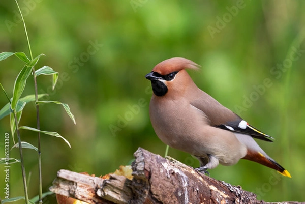 Obraz waxwing on a branch