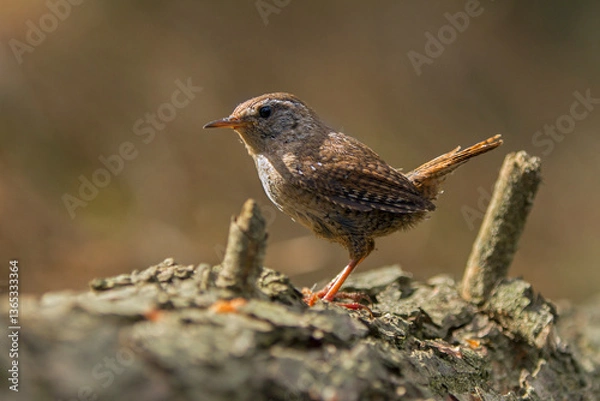 Obraz wren sitting on the ground