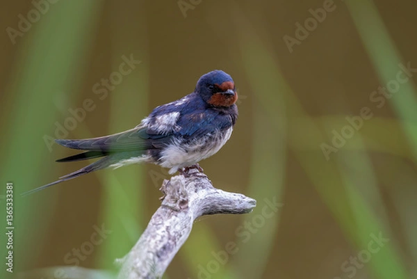 Fototapeta hirundo rustica