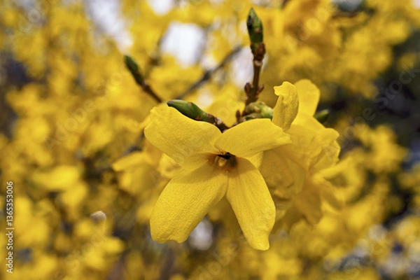 Obraz Narcissus pseudonarcissus, commonly named the wild daffodil or Lent lily in geneva botanic garden