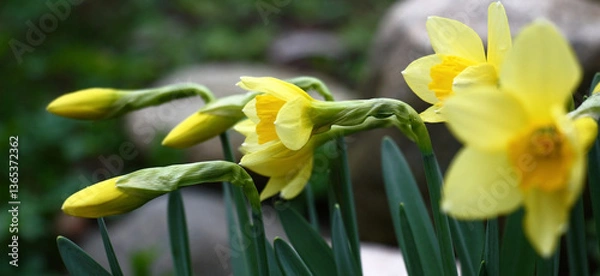 Obraz Spring sunny day. Flowers of narcissuses. Yellow petals and crowns,yellow-green background. Abundance of yellow tones.