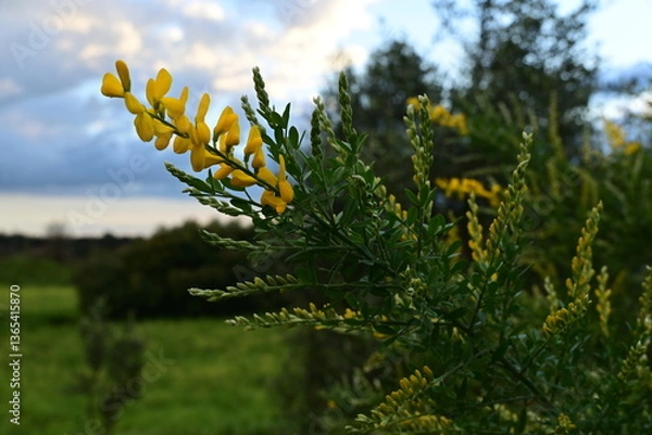 Fototapeta butterfly on a meadow