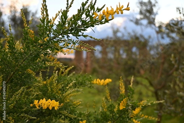 Fototapeta wild flowers in the meadow