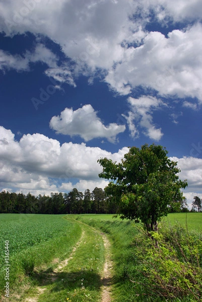 Obraz  road through the summer countryside