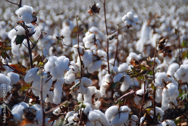 Obraz GOSSYPIUM HERBACEUM