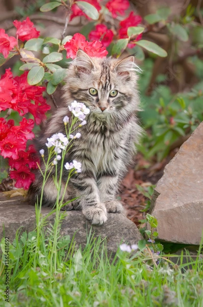 Fototapeta A charming tabby Maine Coon cat kitten posing in a garden with red Rhododendron flowers 