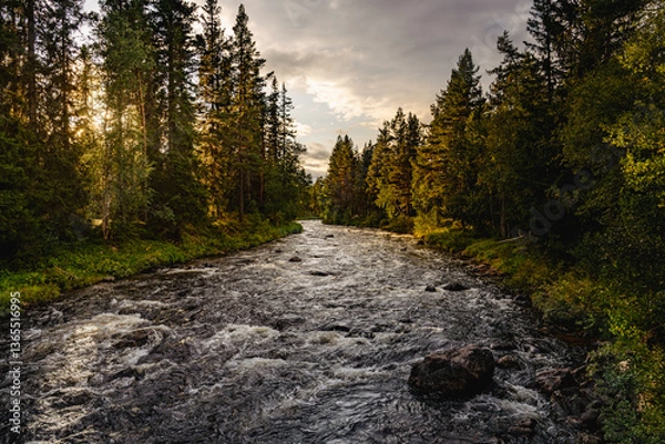 Fototapeta Warm sunlight filtering through the pine trees as Storån river flows gently in Dalarna Sweden, creating a peaceful atmosphere on this beautiful Nordic summer evening