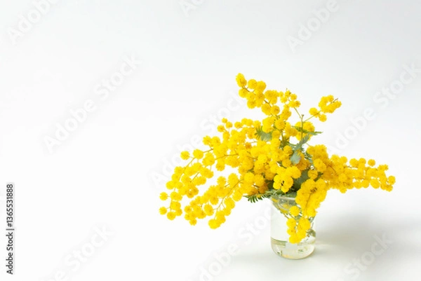 Obraz 白背景のミモザの花束