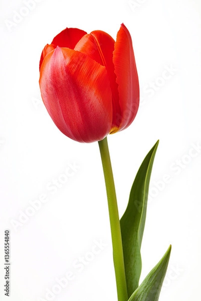 Fototapeta 흰색 배경에 활짝 핀 아름다운 붉은 튤립