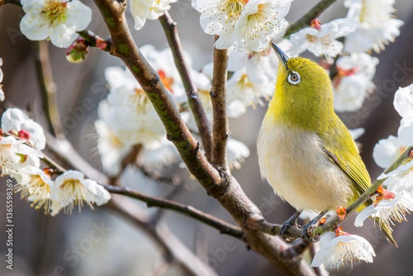 Fototapeta 梅の花とメジロ