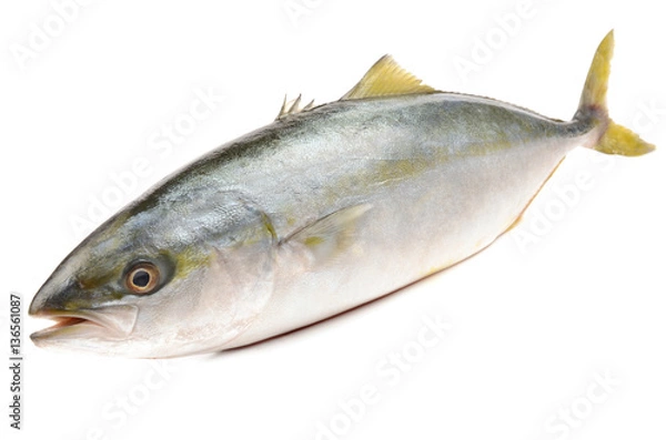 Obraz Tuna on white background