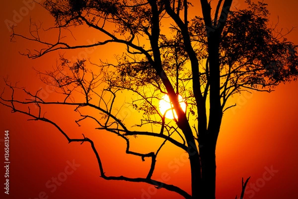 Obraz tree on red sunset background