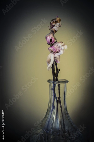 Fototapeta DSC_3281-Edit-Edit