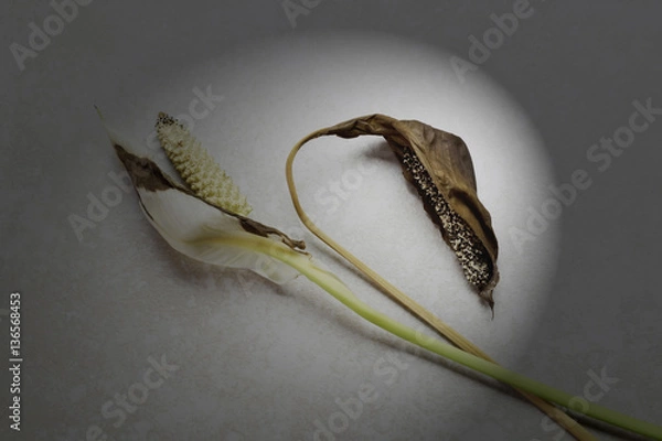 Fototapeta foilage study_0175 (1b)