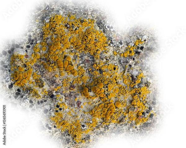 Fototapeta Detailed macro image of patches of yellow black lichen a natural abstract. Transparent areas.